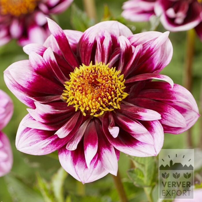 Dahlia 'Liquid Desire' (22441)