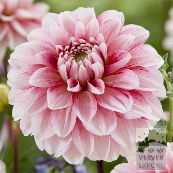 Dahlia 'Strawberry Cream' (22442)
