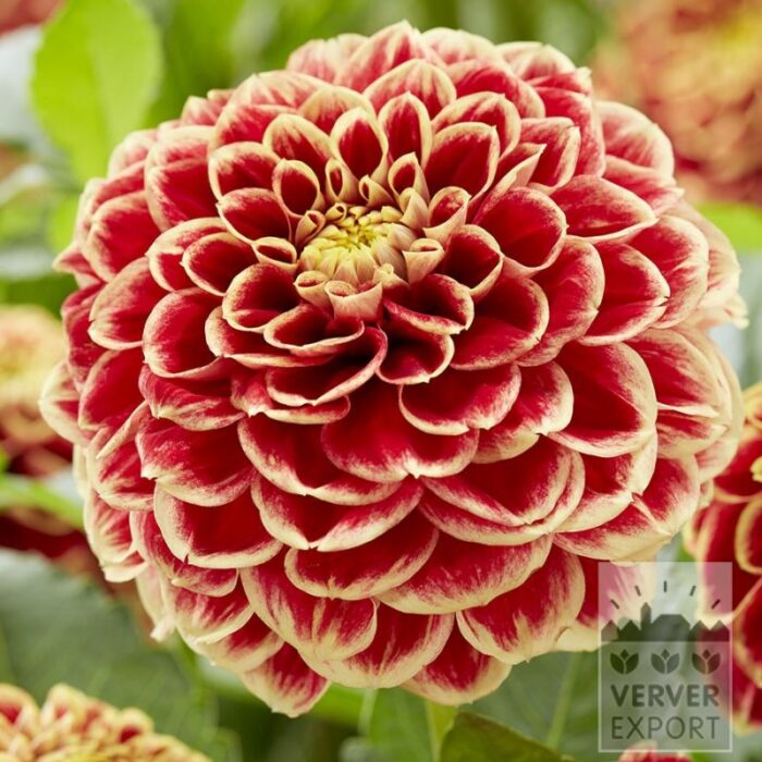 Dahlia 'Jowey Hubert' (22443)