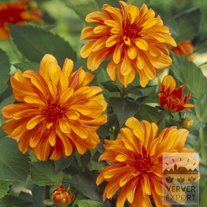 Dahlia 'Cobra' (22444)