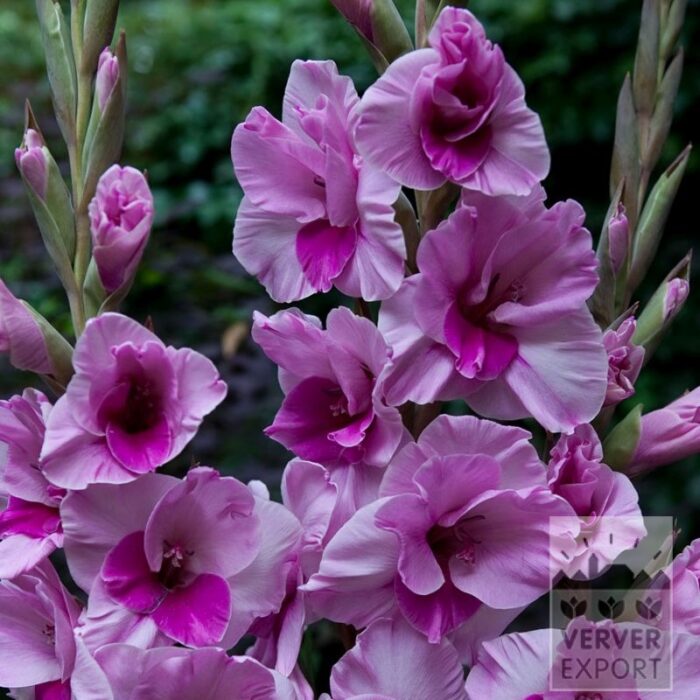 Gladiolen 'Alannah'  (23046)