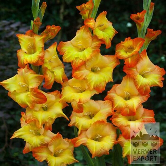 Gladiolen 'Sunshine'  (23048)