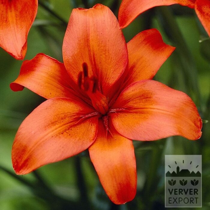Lilium 'Nello' (24109)