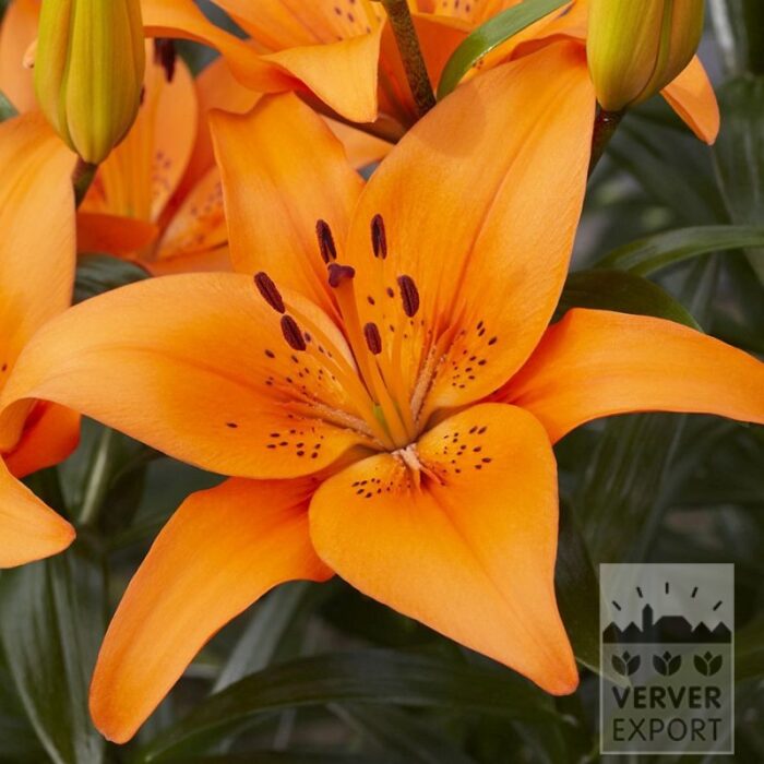 Lilium 'Tresor' (24110)