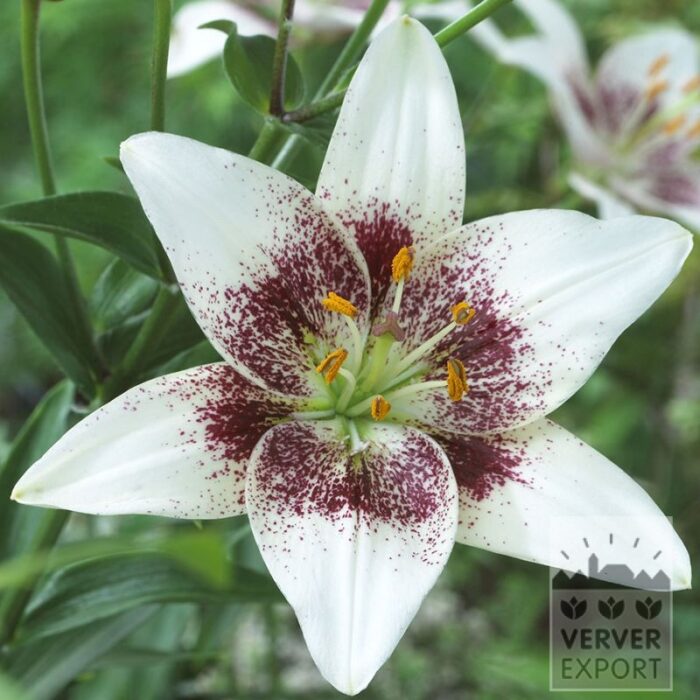 Lilium 'White Brush' (24111)