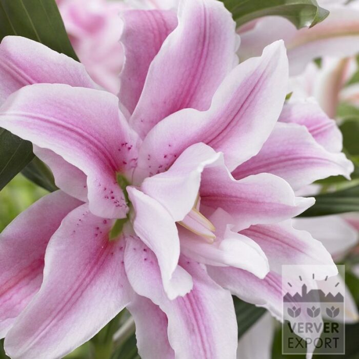Lilium 'Lucky Angel' (24112)