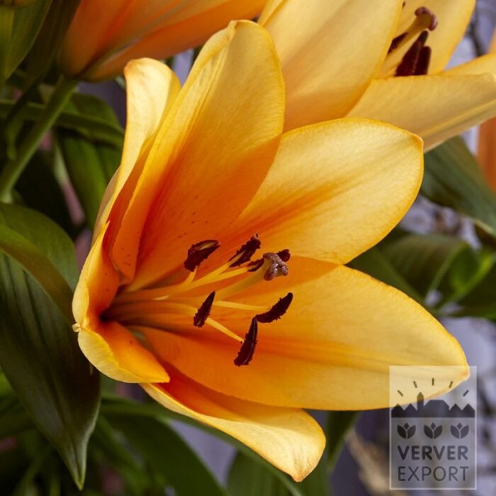 Lilium 'Orange Emperor' (24116)