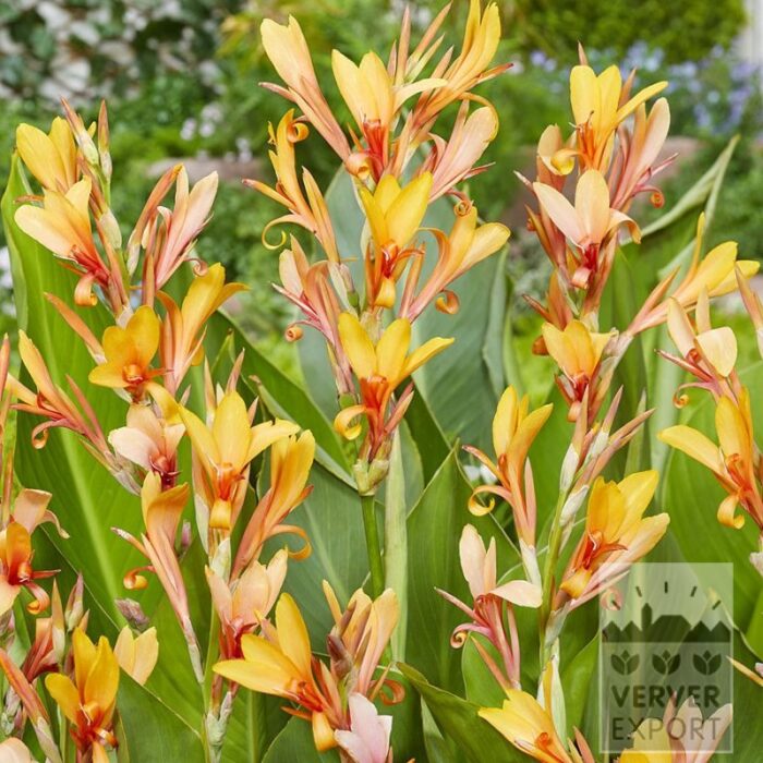 Canna 'Omega' (27035)