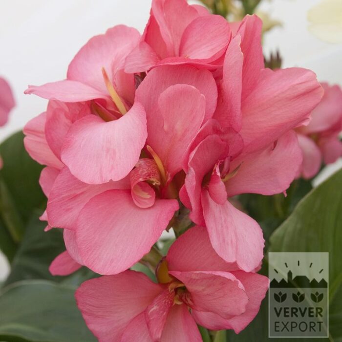 Canna 'Pink Perfection' (27036)