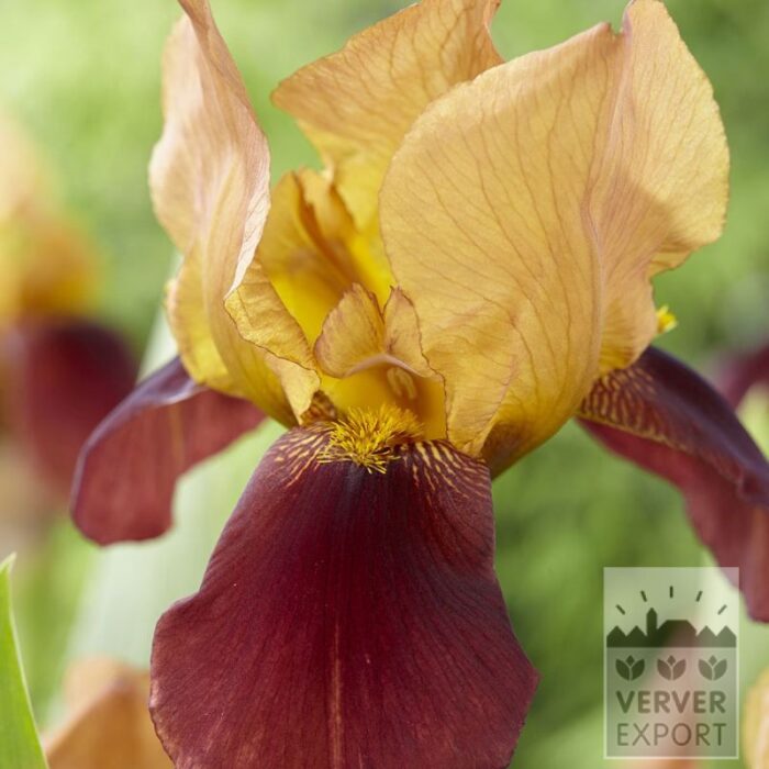 Iris germanica 'Grand Chief' (28035)