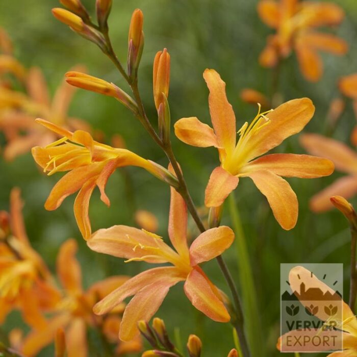 Crocosmia 'Sunlover' (28041)