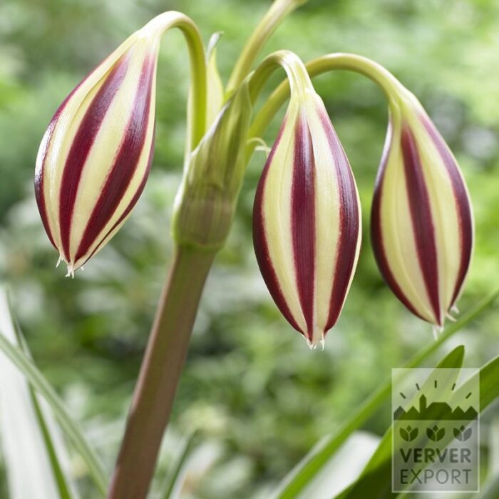 Crinum powellii 'Cintho Alpha' (28042)