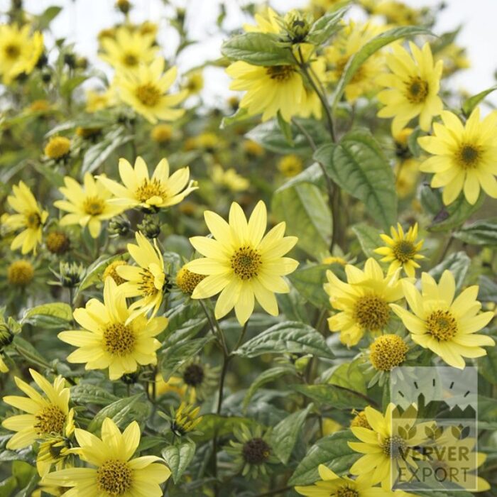 Helianthus 'Lemon Queen' (28044)