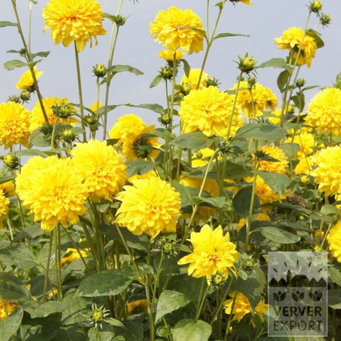 Helianthus multiflorus 'Loddon Gold' (28045)