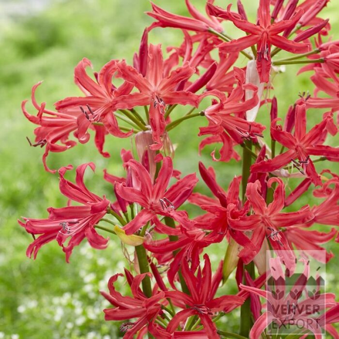 Nerine bowdenii 'Pearls of Cherry' (28046)