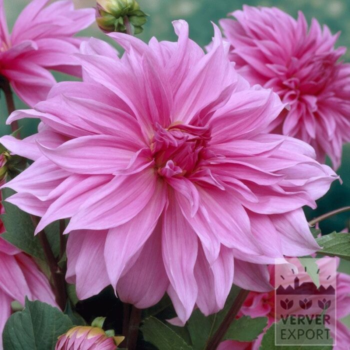 Dahlia op pot 'Babylon Rose' (29245)