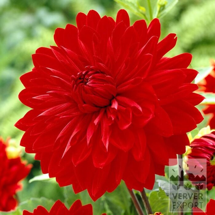 Dahlia op pot 'Garden Wonder' (30037)