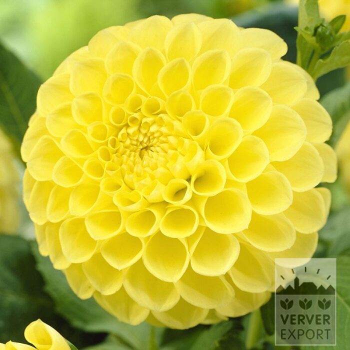 Dahlia op pot 'Jowey Martina' (29165)