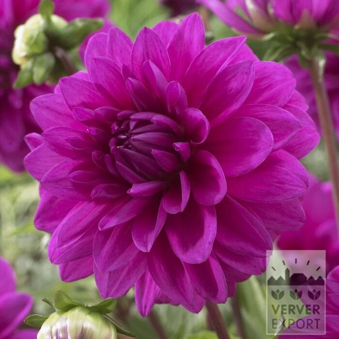 Dahlia op pot 'Requiem' (29211)