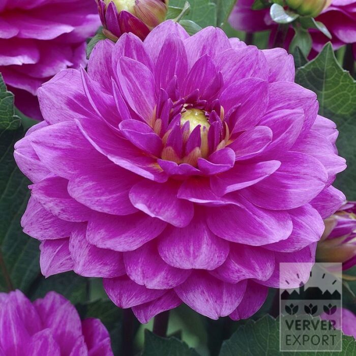 Dahlia op pot 'Karma Lagoon' (30038)