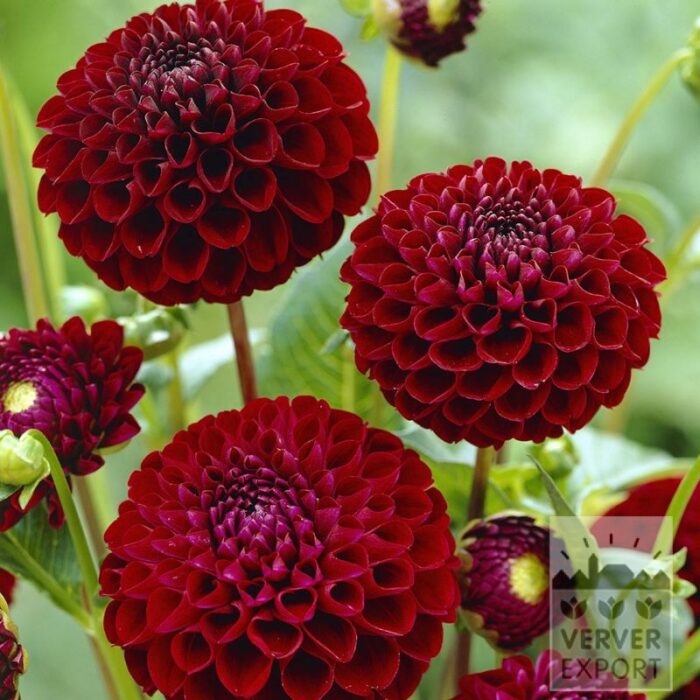 Dahlia op pot 'Natal' (30039)