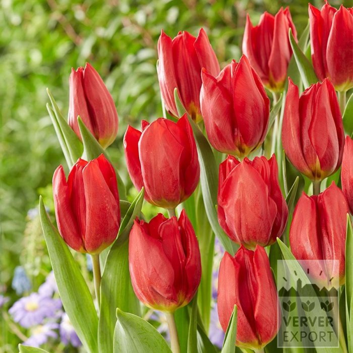 Biologische bollen bio T: 'Red Gold' (12626)