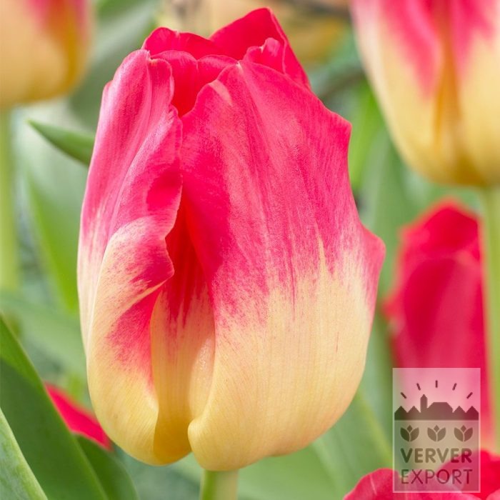 Tulpen 'Match' (12755)