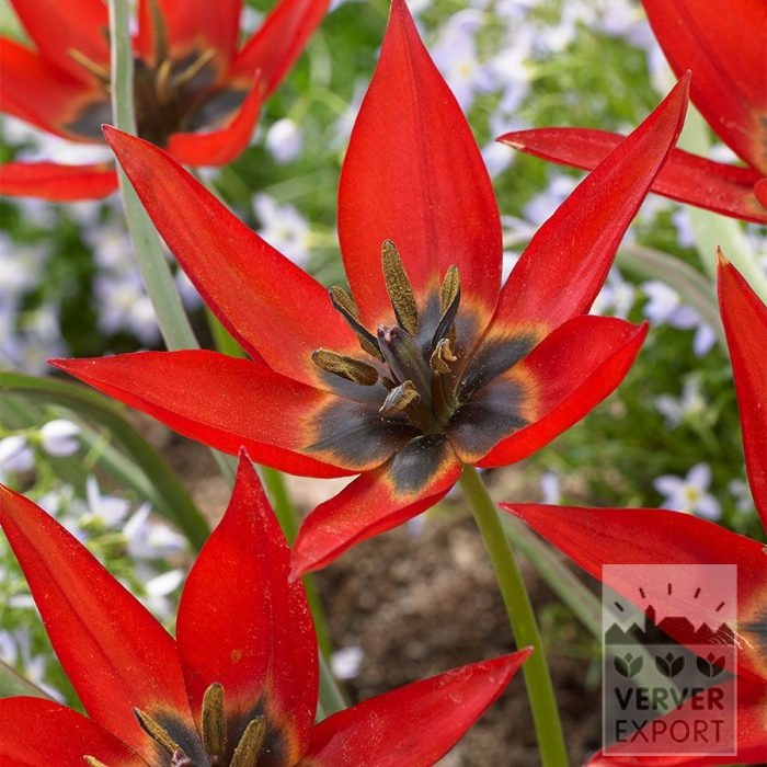 Tulpen 'Lizzy' (12847)