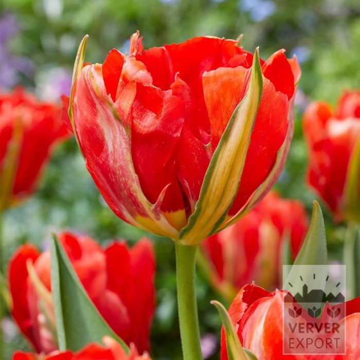 Tulpen 'Love Valley' (12849)
