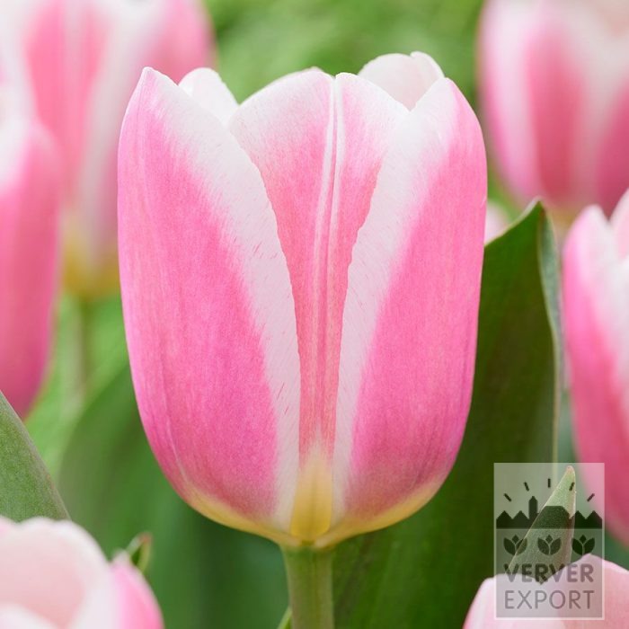 Tulpen 'Mandys Choice' (12852)
