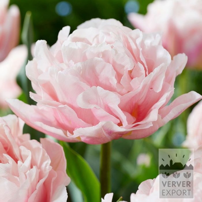 Tulpen 'Dreamer' (12853)