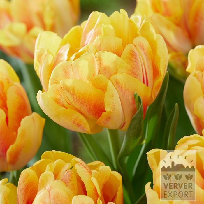 Tulpen 'Foxy Foxtrot' (12854)