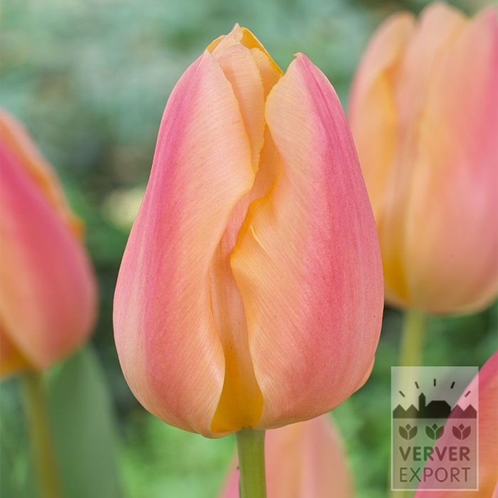 Tulpen 'Apricot Favourite' (12856)