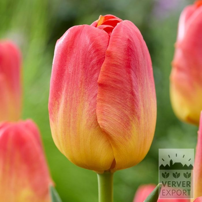 Tulpen 'Color Charm' (12857)