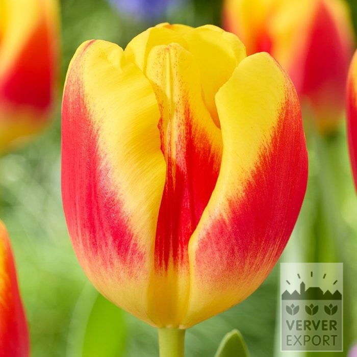 Tulpen 'Disco' (12858)
