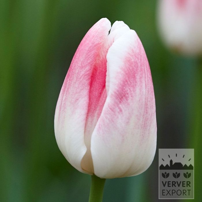 Tulpen 'Inez' (12859)