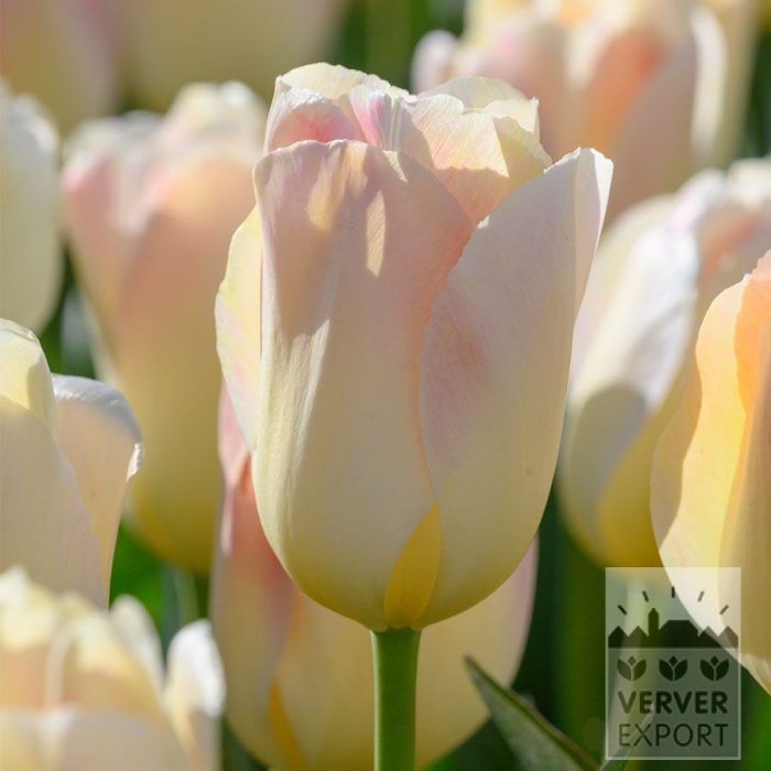 Tulpen 'Jamin' (12860)