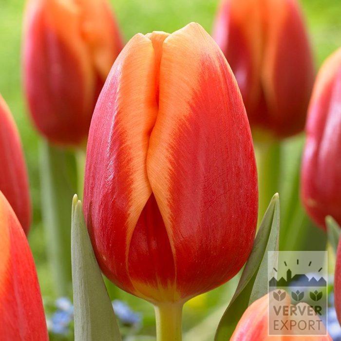 Tulpen 'Spirit' (12861)