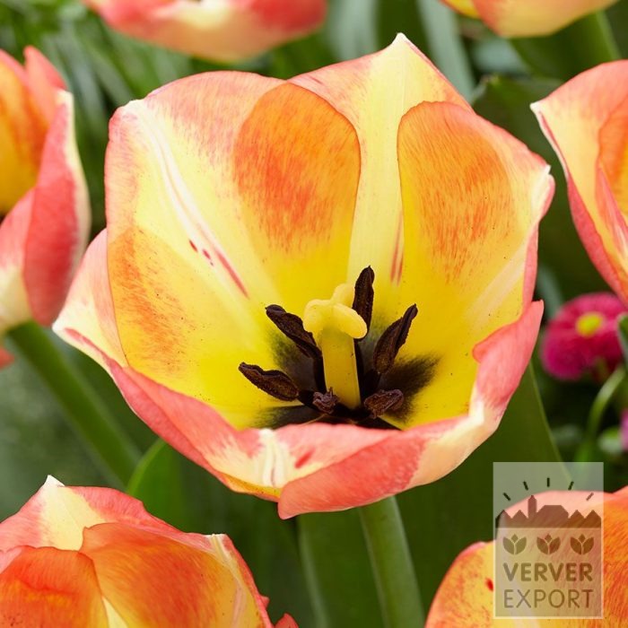 Tulpen 'Spryng Sunrise' (12862)