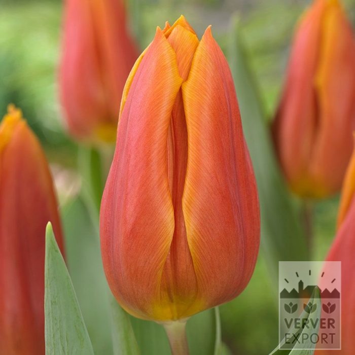 Tulpen 'Titan' (12863)
