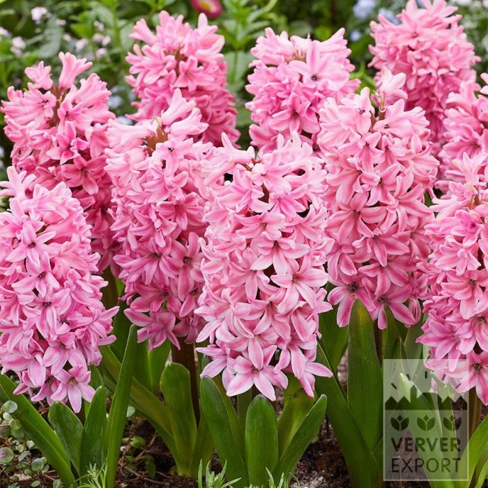 Biologische bollen bio Hyacinthus 'Fondant' (13604)