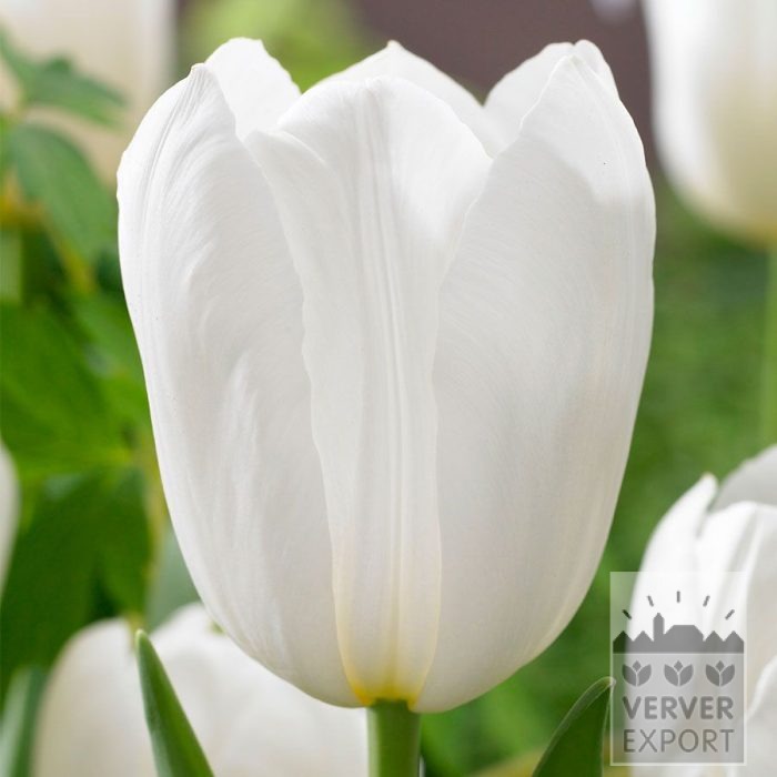 Tulpen 'White Dynasty' (12864)