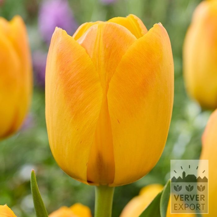 Tulpen 'Chongming Love' (12865)