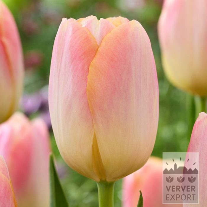 Tulpen 'Kunyun' (12866)