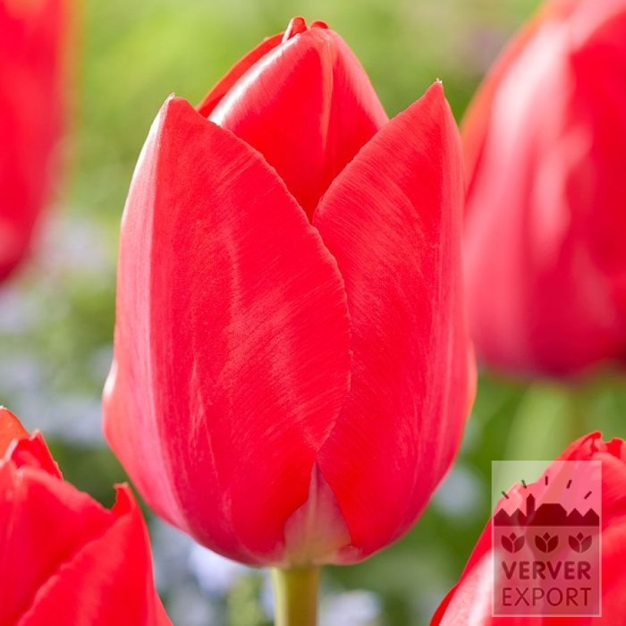 Tulpen 'Lingyuan' (12867)