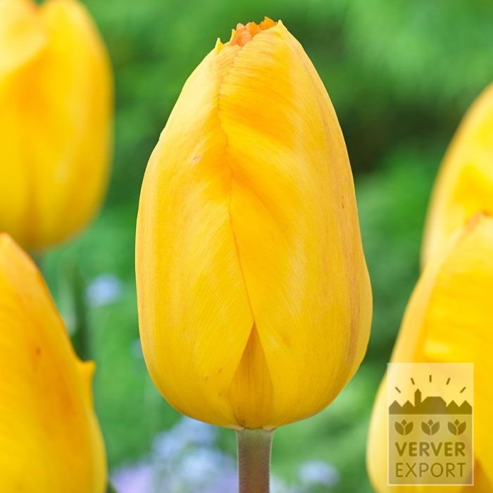 Tulpen 'Bright Side' (12868)