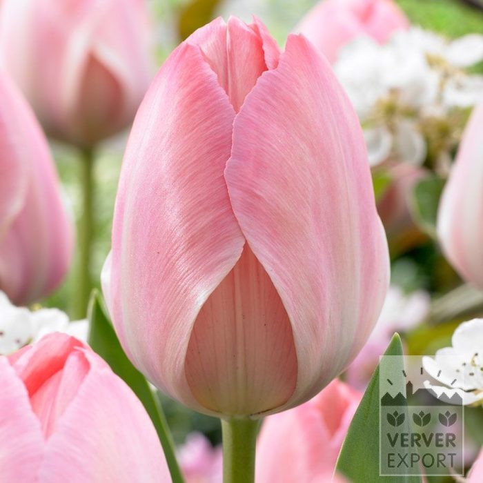 Tulpen 'Mystic van Eijk' (12870)