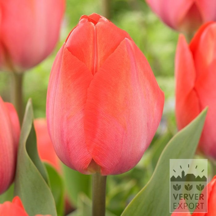 Tulpen 'Orange van Eijk' (12871)