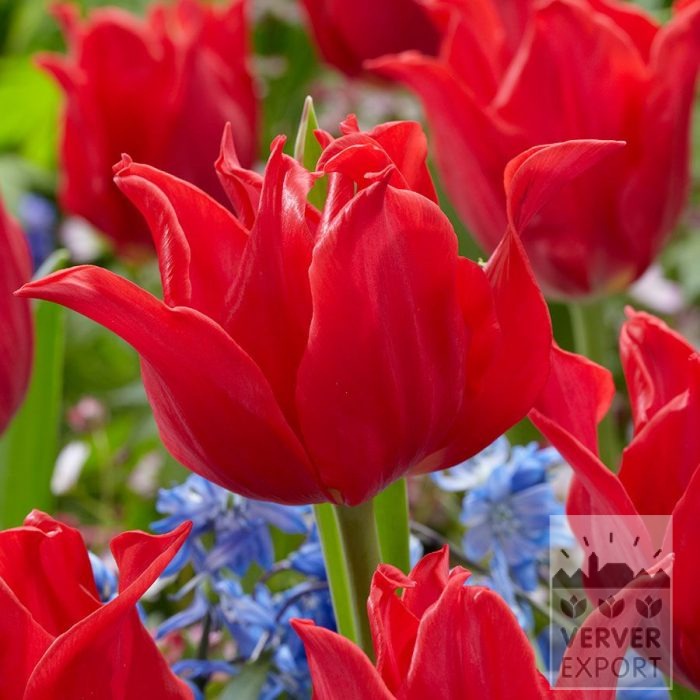 Tulpen 'Pretty Woman' (12874)