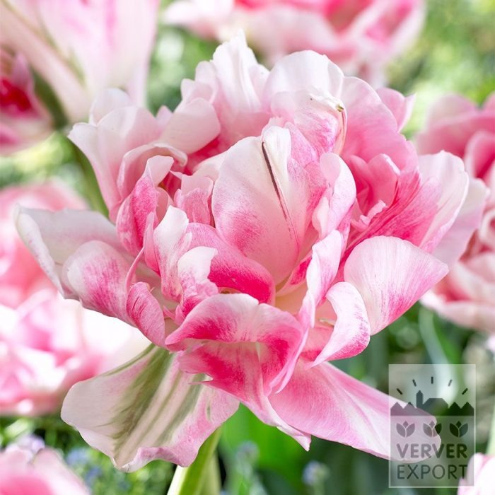 Tulpen 'Finola' (12876)